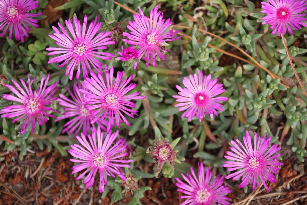 Kakšne rože posaditi na grob / foto pexels.com