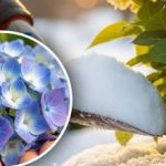 Hortenzija "ne bo odpustila": kakšna zimska manipulacija lahko "ubije" popke Hortenzija “ne bo odpustila”: kakšna zimska manipulacija lahko “ubije” popke