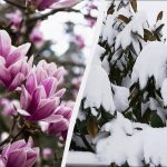 Kako ohraniti magnolijo pozimi: 6 nasvetov, da cvetovi ne zamrznejo Kako ohraniti magnolijo pozimi: 6 nasvetov, da cvetovi ne zamrznejo