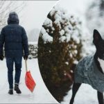 Kako se znebiti ledu na dvorišču in ne uničiti rastlin Kako se znebiti ledu na dvorišču in ne uničiti rastlin