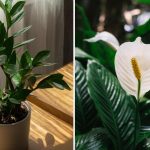 Katero rastlino je najlažje gojiti doma: enostavne in lepe možnosti za gojenje v zaprtih prostorih Katero rastlino je najlažje gojiti doma: enostavne in lepe možnosti