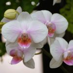 Orhideje bodo bujno cvetele, če se boste izognili tem trem pogostim napakam. Orhideje bodo bujno cvetele, če se boste izognili tem trem