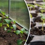 Setveni koledar za jan 2026: najboljši dnevi za setev sadik Setveni koledar za jan 2026: najboljši dnevi za setev sadik