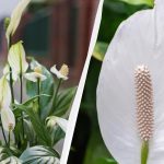 Spathiphyllum bo cvetela več let, če jo jeseni ne boste pustili na istem mestu. Spathiphyllum bo cvetela več let, če jo jeseni ne boste